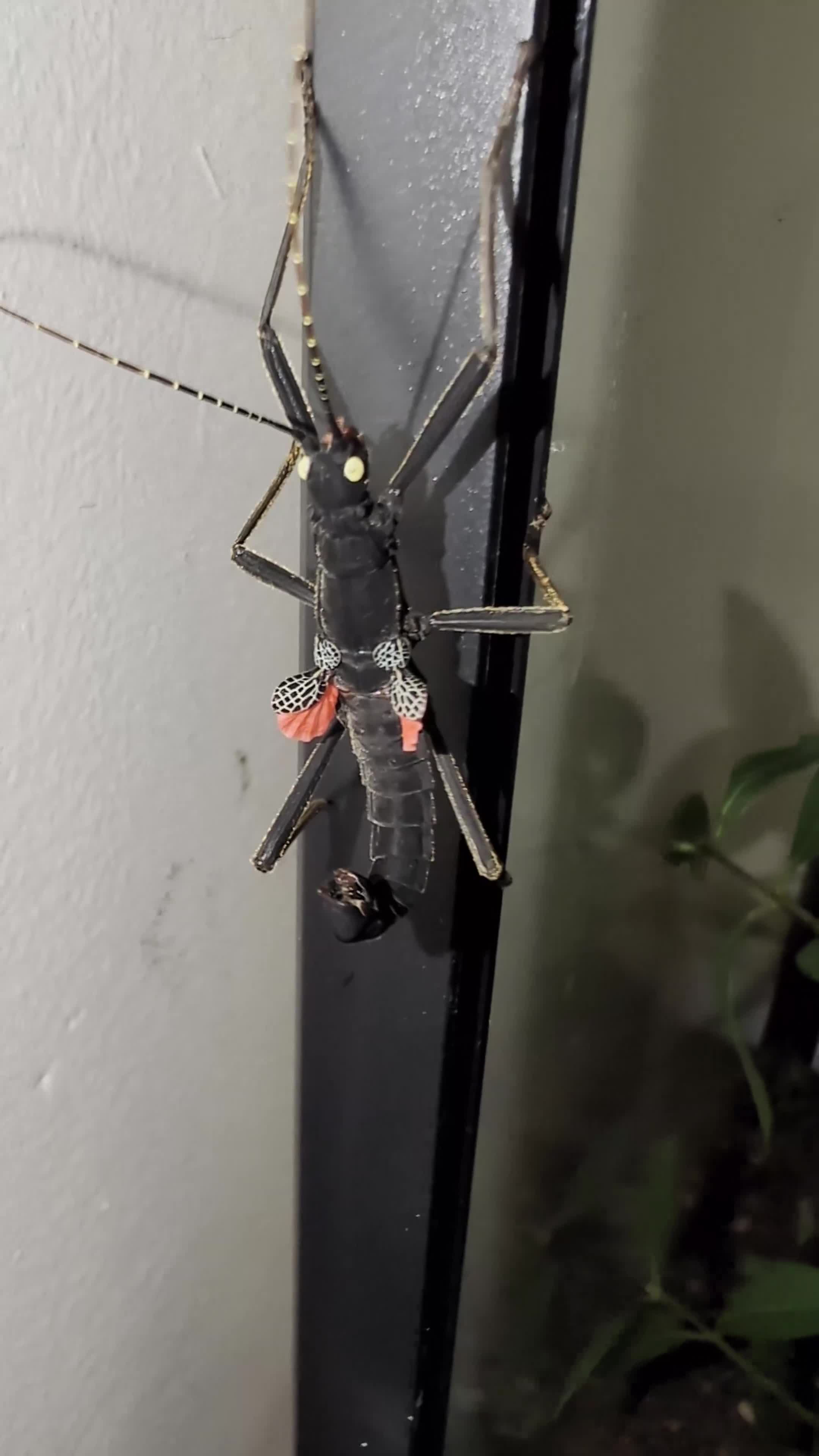 Stick Insects invertebrates for sale: Black beauty stick insects with eggs  - Video 1