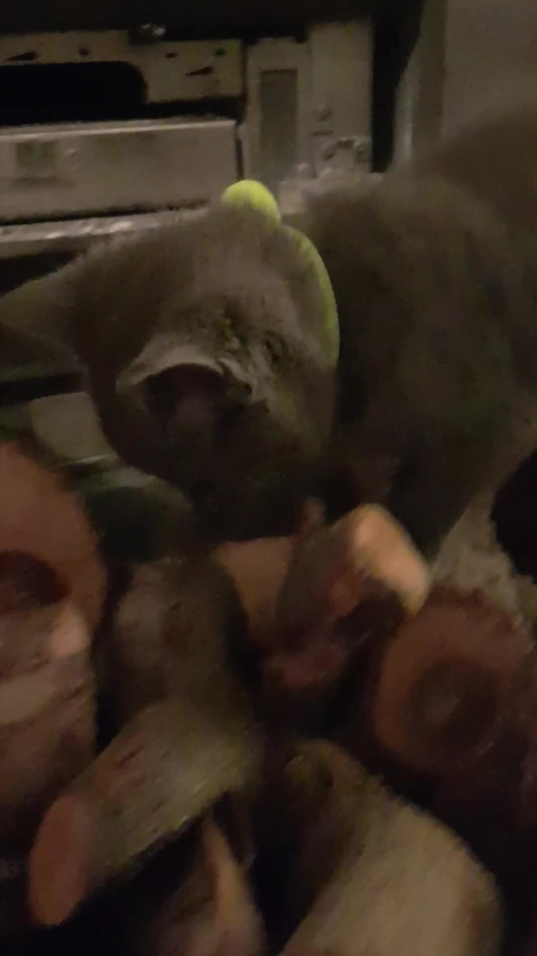 Mixed Breed cats for sale: Grey kittens  - Video 4