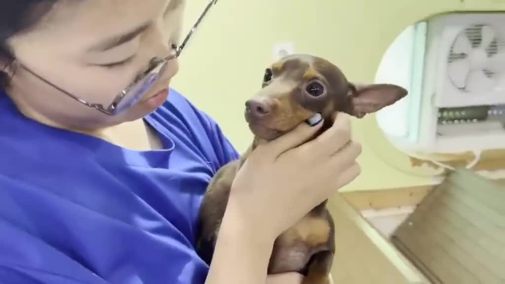 Miniature Pinscher dogs for adoption: John 3 year mini pin Korean meat trade survivor  - Video 1