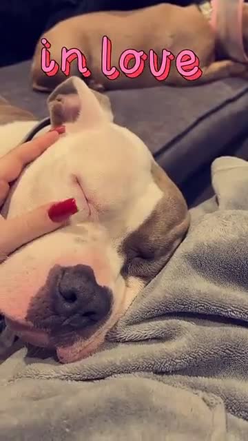 American Bully dogs for sale: 3yo standard bully - Video 3