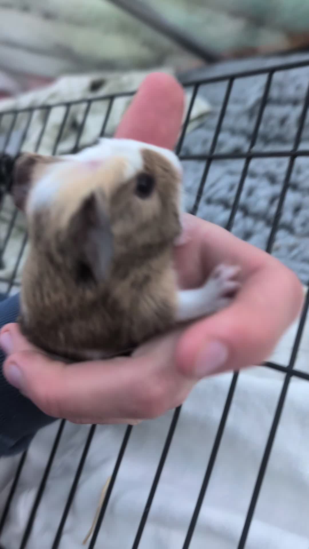 Guinea Pig rodents for sale: Baby boy guinea pigs pair  - Video 1