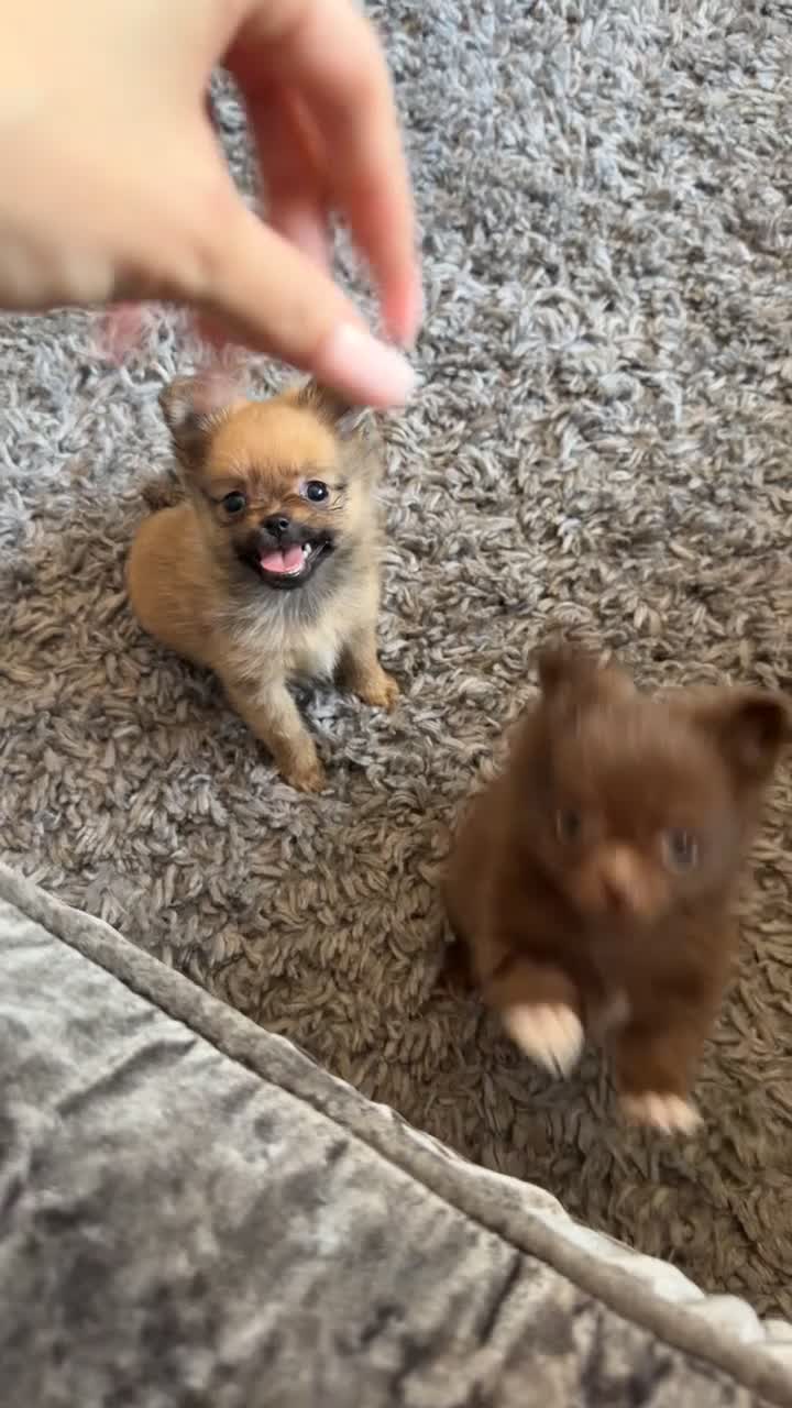 Pomeranian dogs for sale: LAST POMERANIAN GIRL🎀 - Video 1