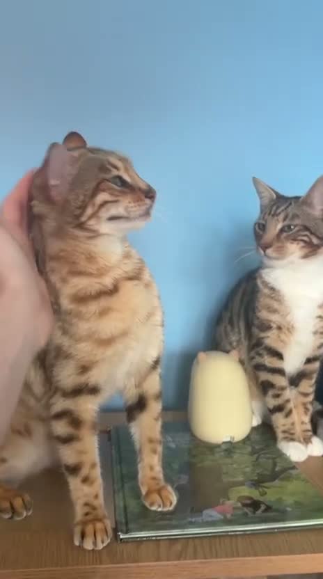 Bengal cats for sale: Female Snow Sepia Bengal - Video 1