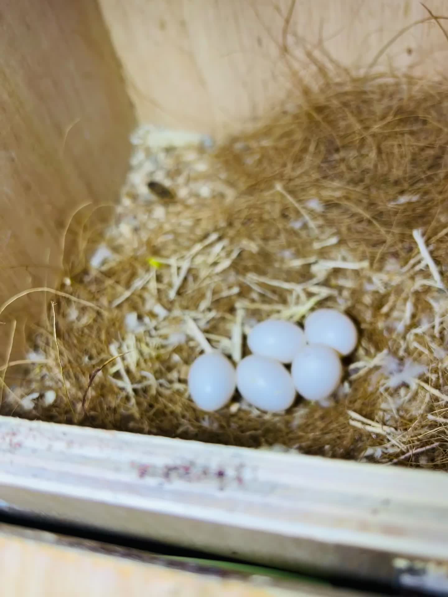 Lovebirds birds for sale: Breeding pair of lovebirds  - Video 2