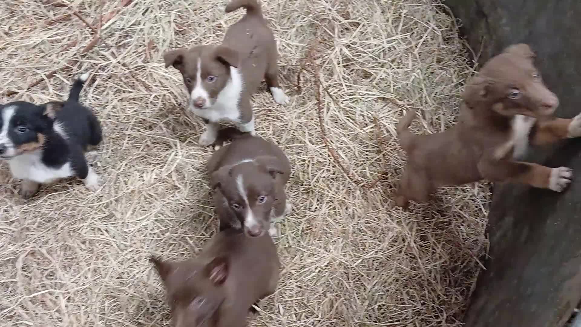 Border Collie dogs for sale: Farm collie puppies  - Video 1
