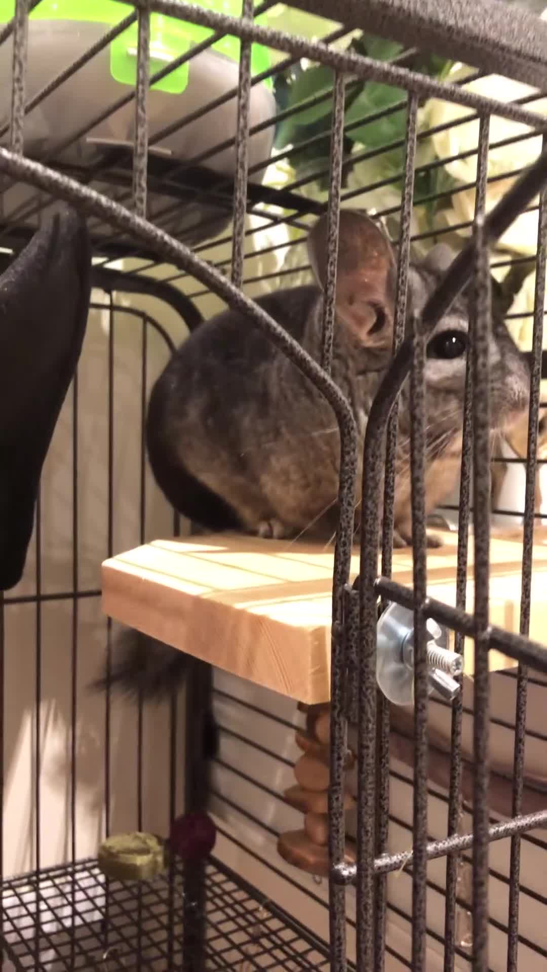 Chinchilla rodents for sale: Male Chinchilla + Cage setup for sale  - Video 3