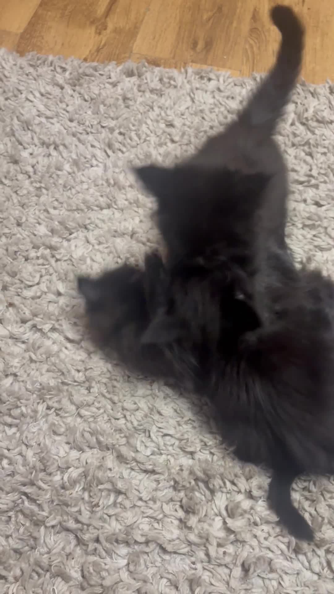 Maine Coon cats for sale: Beautiful TICA registered Maine coon kittens. - Video 1