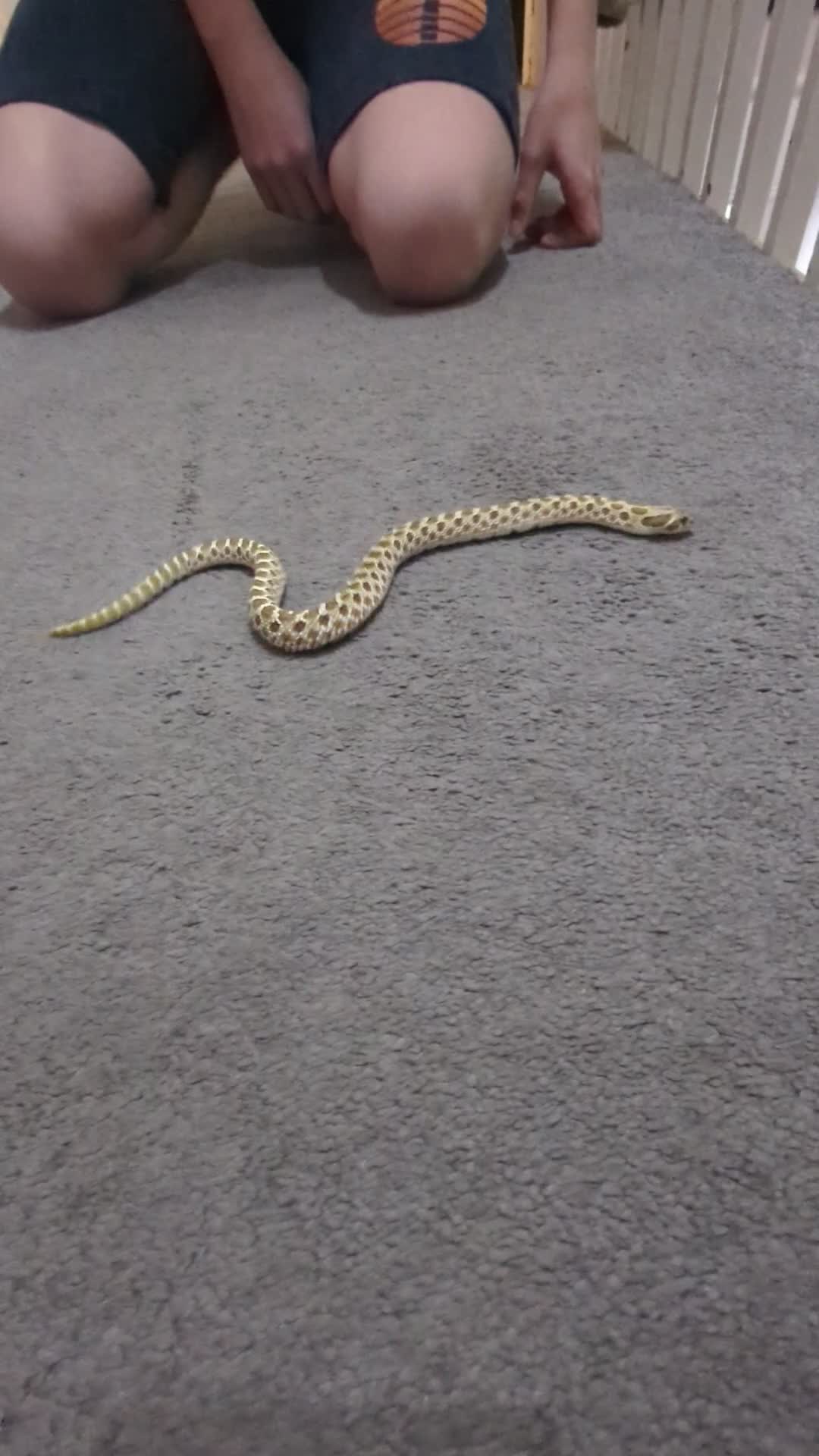 Snake reptiles for sale: Hognose snake - Video 1