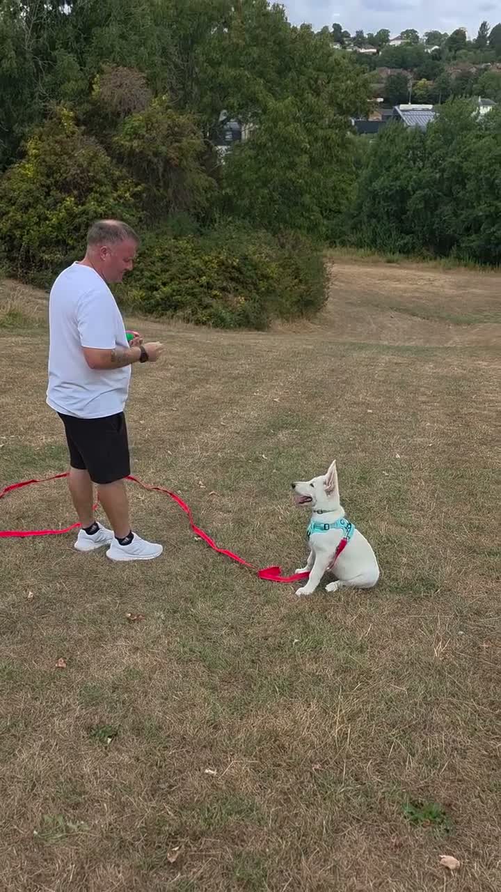 German Shepherd dogs for sale: 20 wk Female White german shepherd bitch in Newport - Video 1