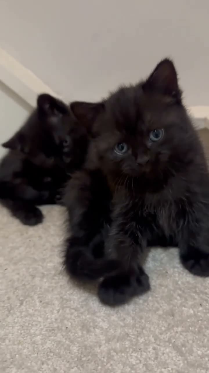 British Shorthair cats for sale: Black british shorthair kitten - Video 1