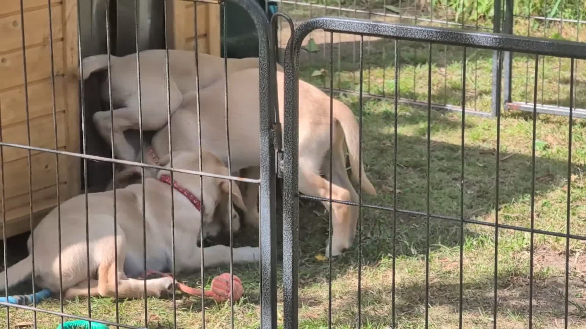 Labrador Retriever dogs for sale: Golden Yellow Lab pups - Video 1