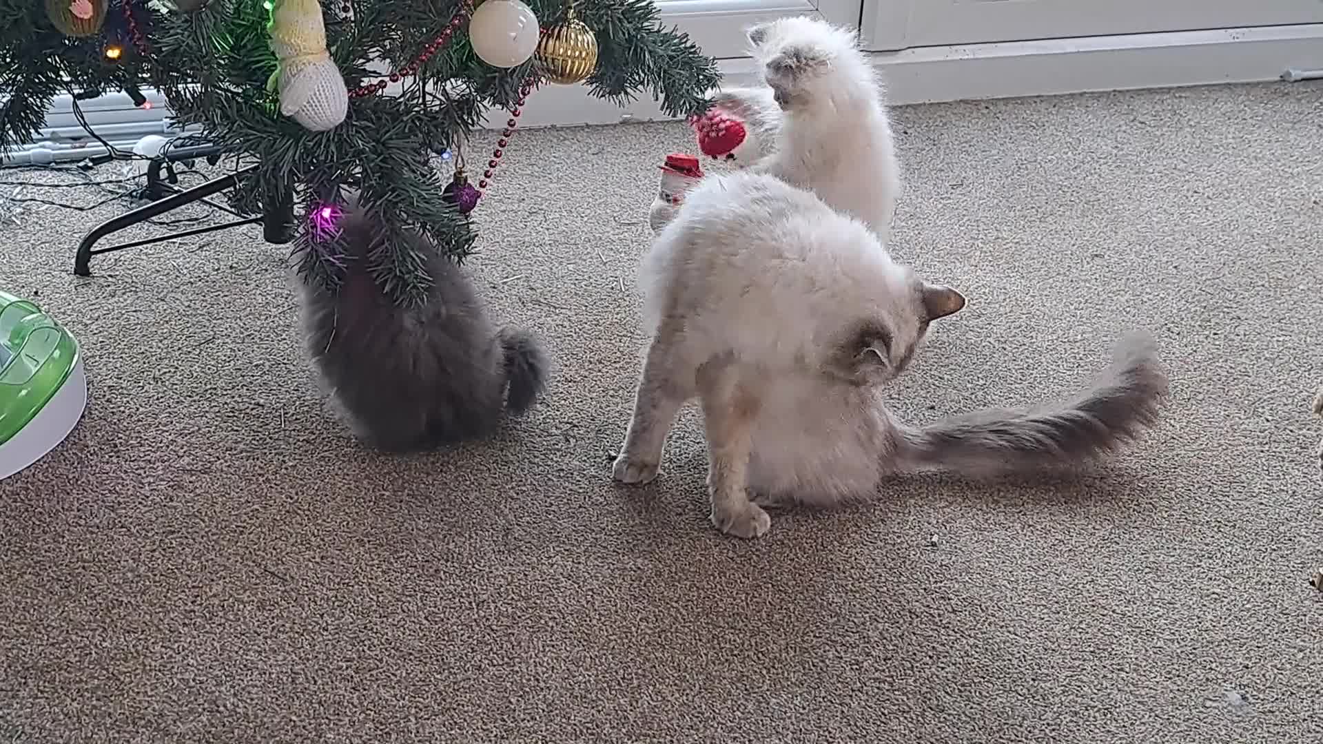 Ragdoll cats for sale: 2 ragdoll cross persian kittens - Video 3