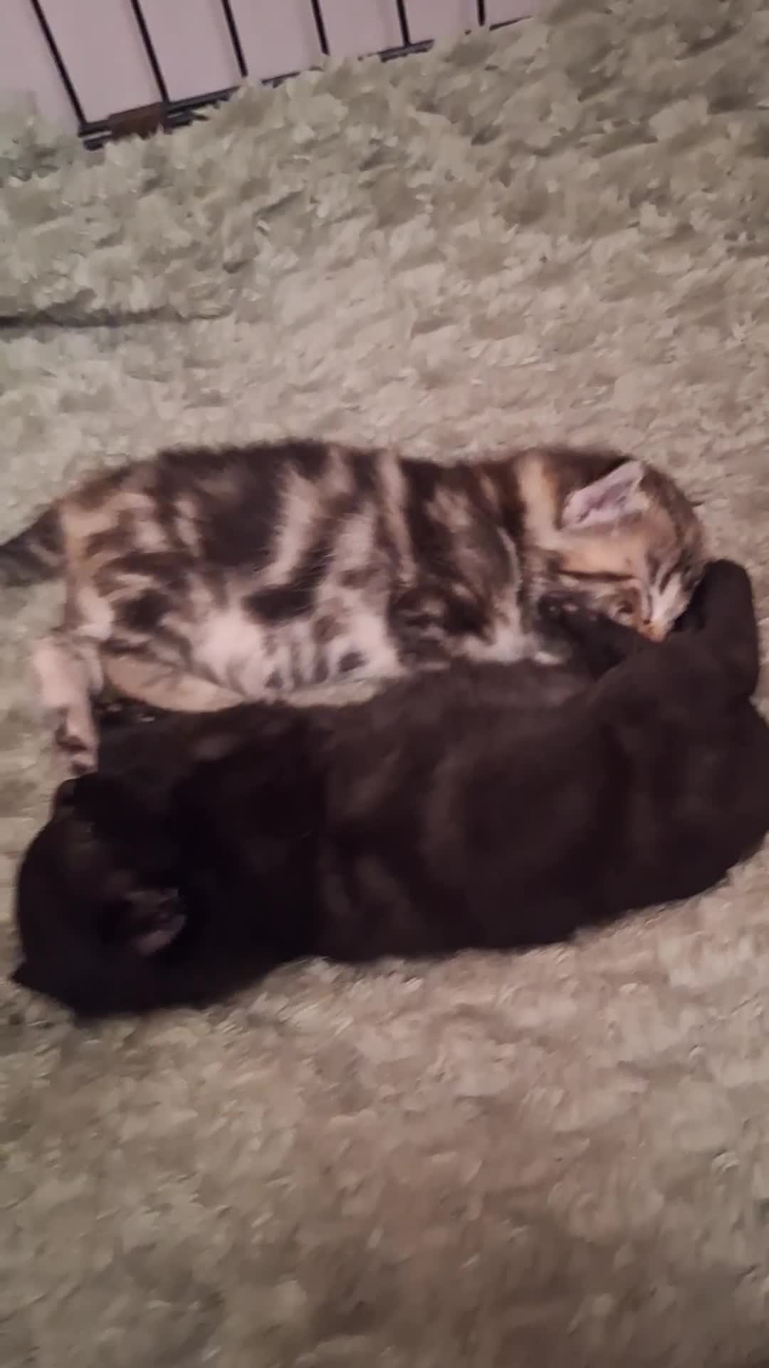 Domestic Shorthair cats for sale: ✨️ Beautiful 2 kittens 🩷🩵 Ready for homes now ✨️ - Video 1