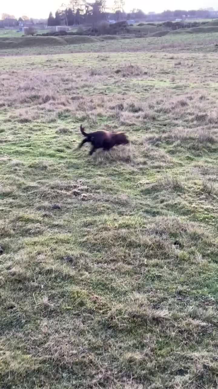 Cocker Spaniel dogs for sale: Lovely full of life male chocolate cocker spaniel. - Video 1