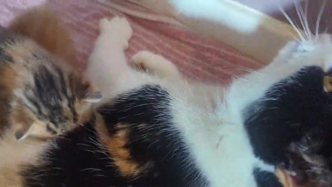 Turkish Van cats for sale: Beautiful little kittens  - Video 1