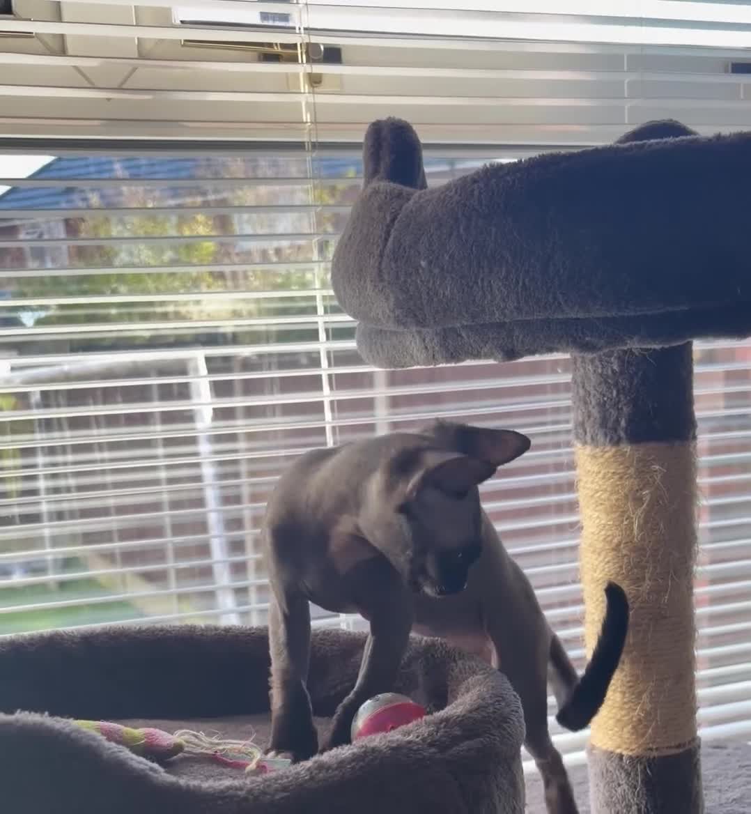 Sphynx cats for sale: Spynx kitten for sale  - Video 1