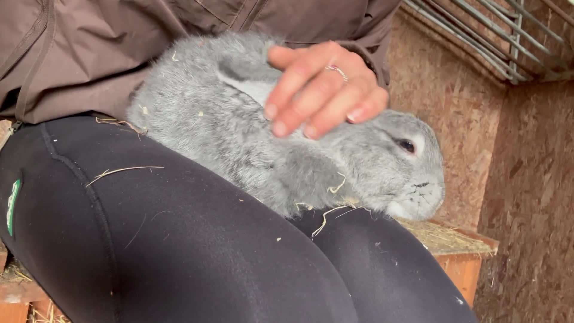 Flemish rabbits for sale: Giant Grey Flemish Babies (SOLD WAITING LIST OPEN) - Video 1