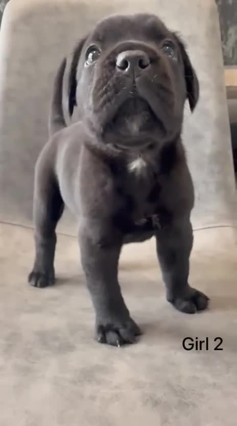 Cane Corso dogs for sale: Ready to collect Exceptional Cane Corso puppies   - Video 2