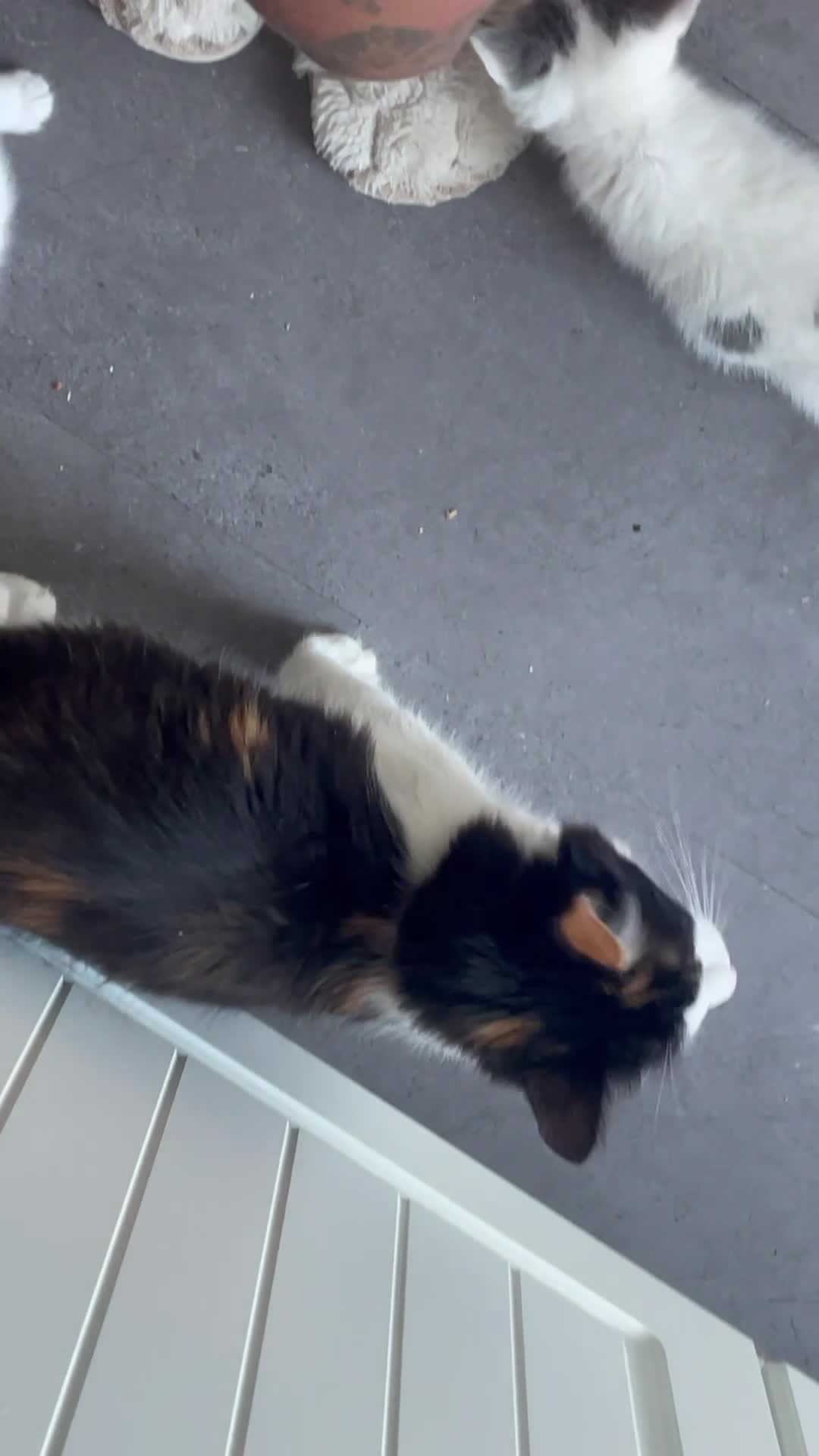Mixed Breed cats for sale: Two kittens left - Video 3