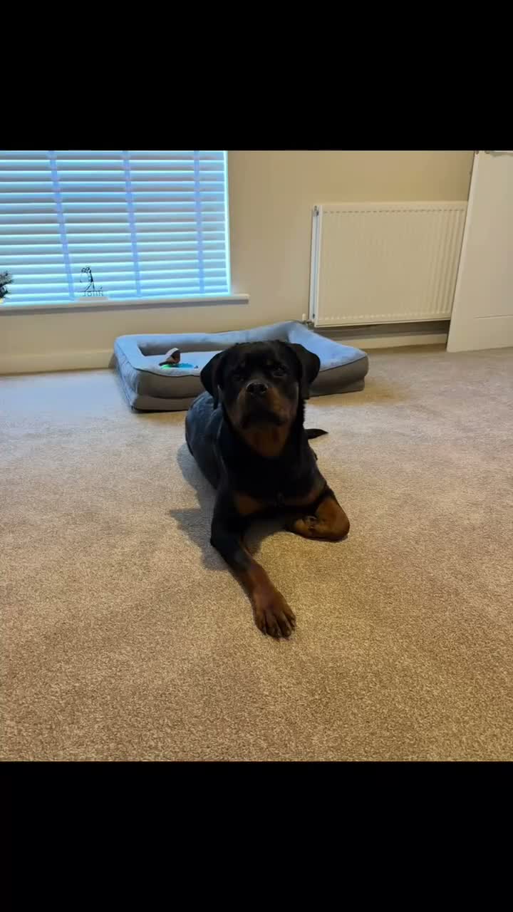Rottweiler dogs for sale: Female Rottweiler  - Video 1