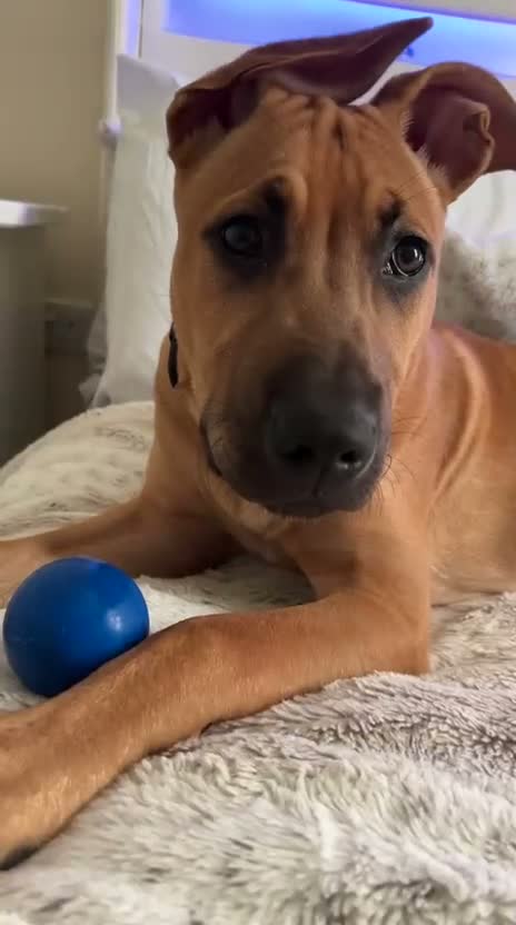 Mixed Breed dogs for sale: Mali cross bully pup for sale - Video 1
