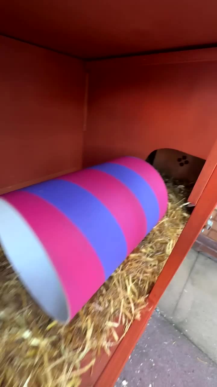 English Lop rabbits for sale: Rabbit & hutch & toys/food if wanted - Video 1