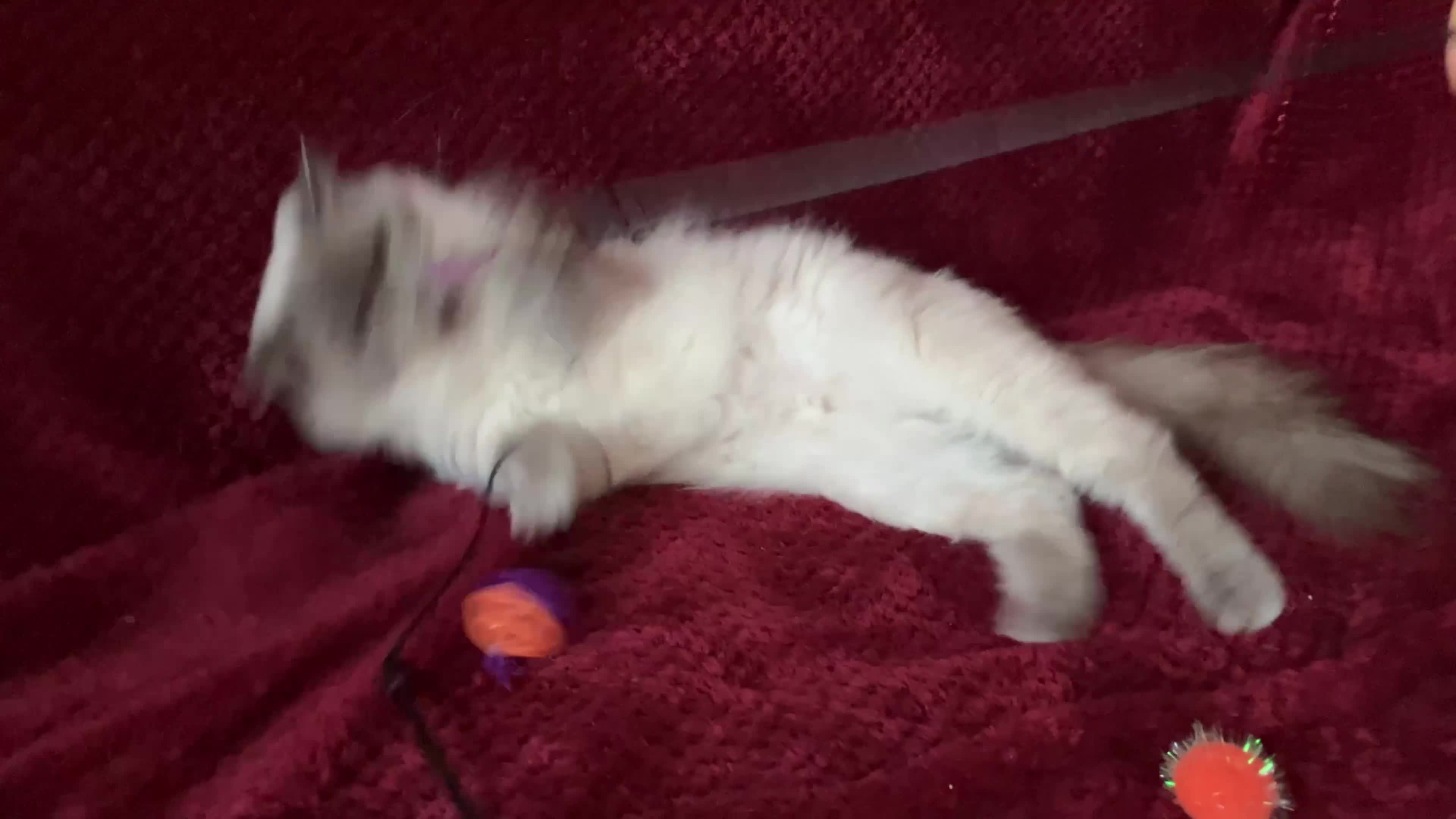 Ragdoll cats for sale: GCCFreg.parents ChampionBloodline 5GENpedigree BSH - Video 1