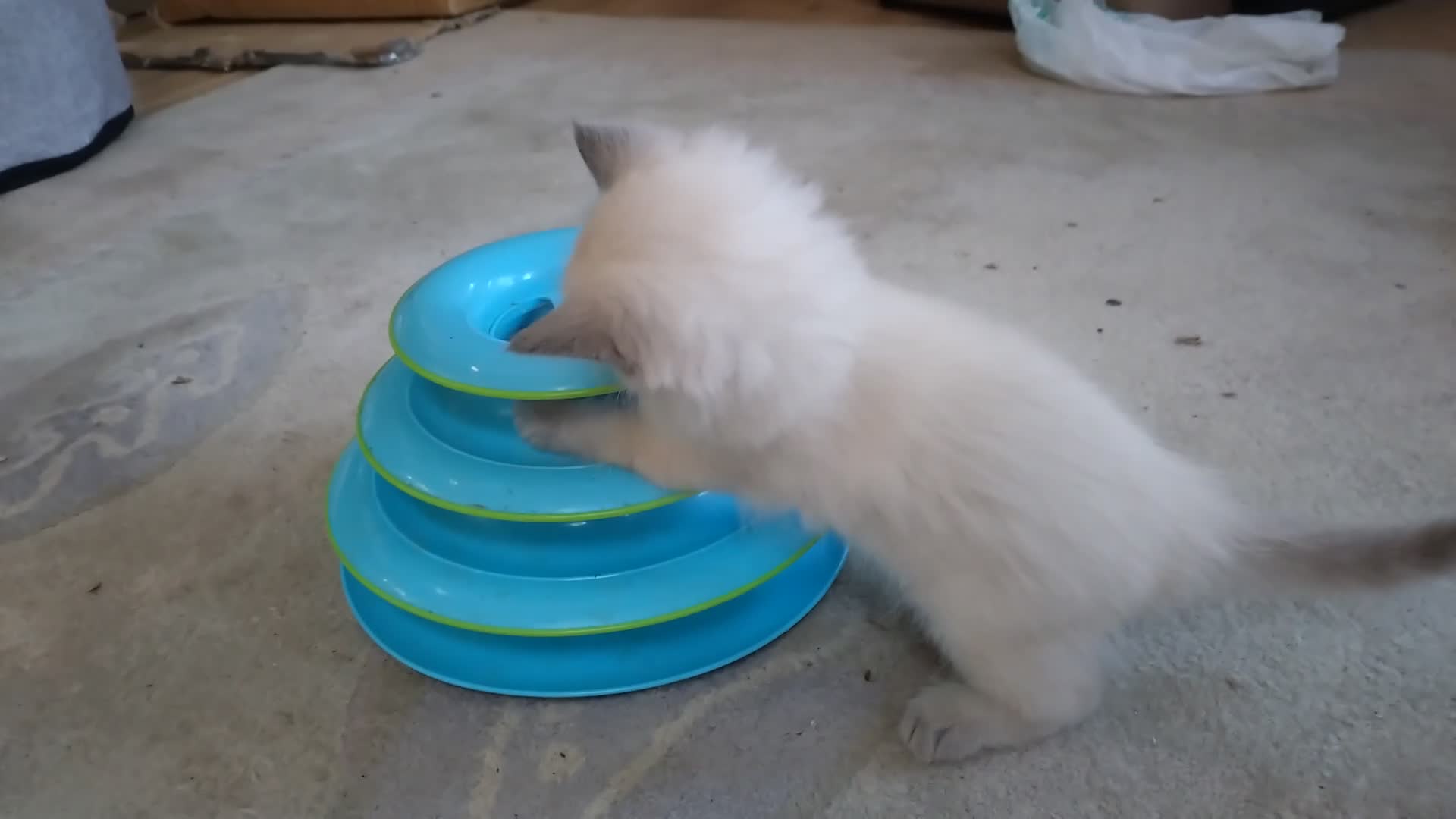 Ragdoll cats for sale: Blue point purebred ragdoll girl  - Video 1