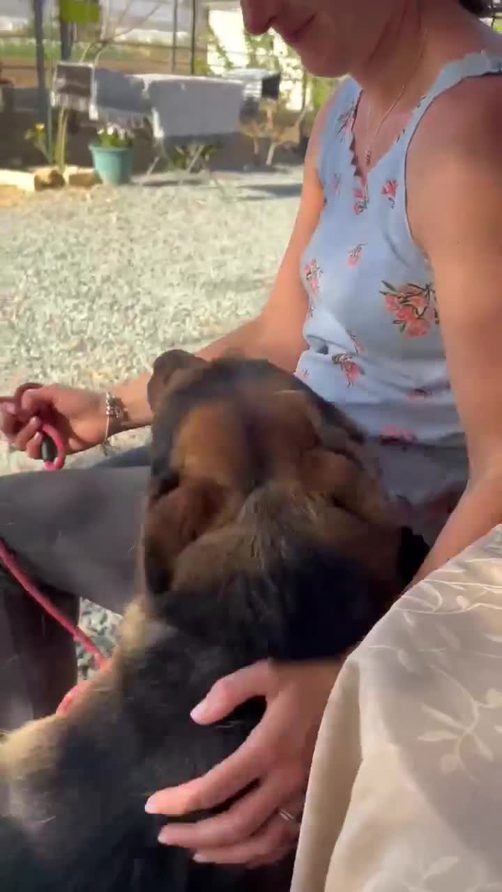 German Shepherd dogs for adoption: The sad story of Bruno - Video 1