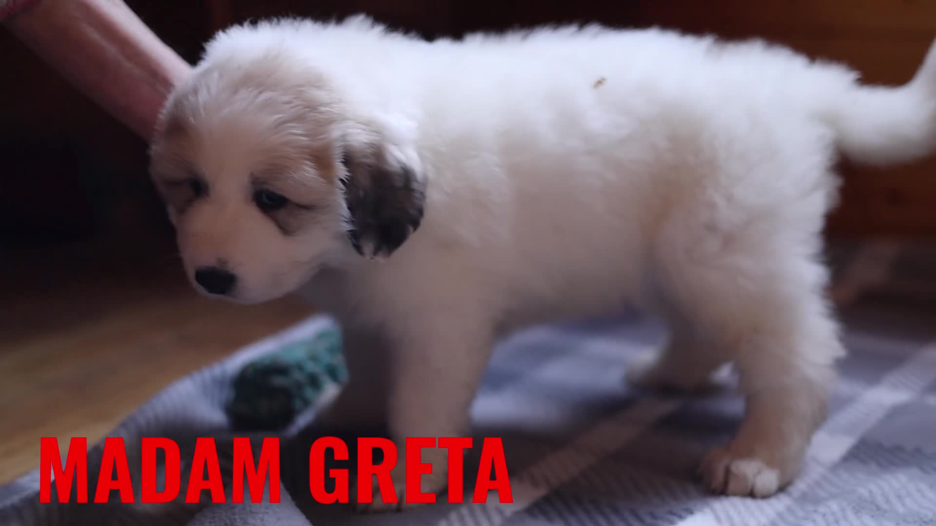 Pyrenean Mountain Dog dogs for sale: Pyrenean Mountain Puppies - Video 5