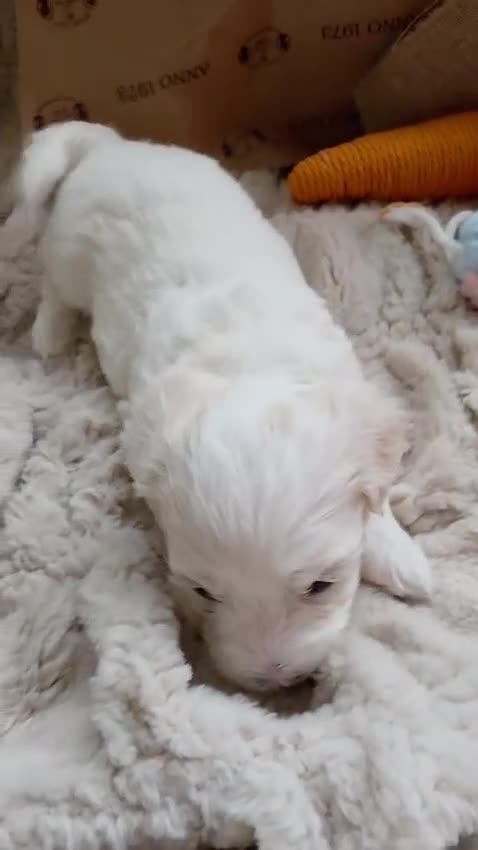 Maltipoo dogs for sale: Maltipoo F2 puppies for sale.  - Video 4