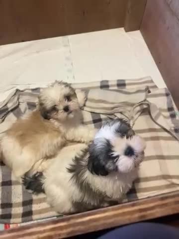 Shih Tzu dogs for sale: 2 beautiful Shih Tzu puppies for sale  - Video 1