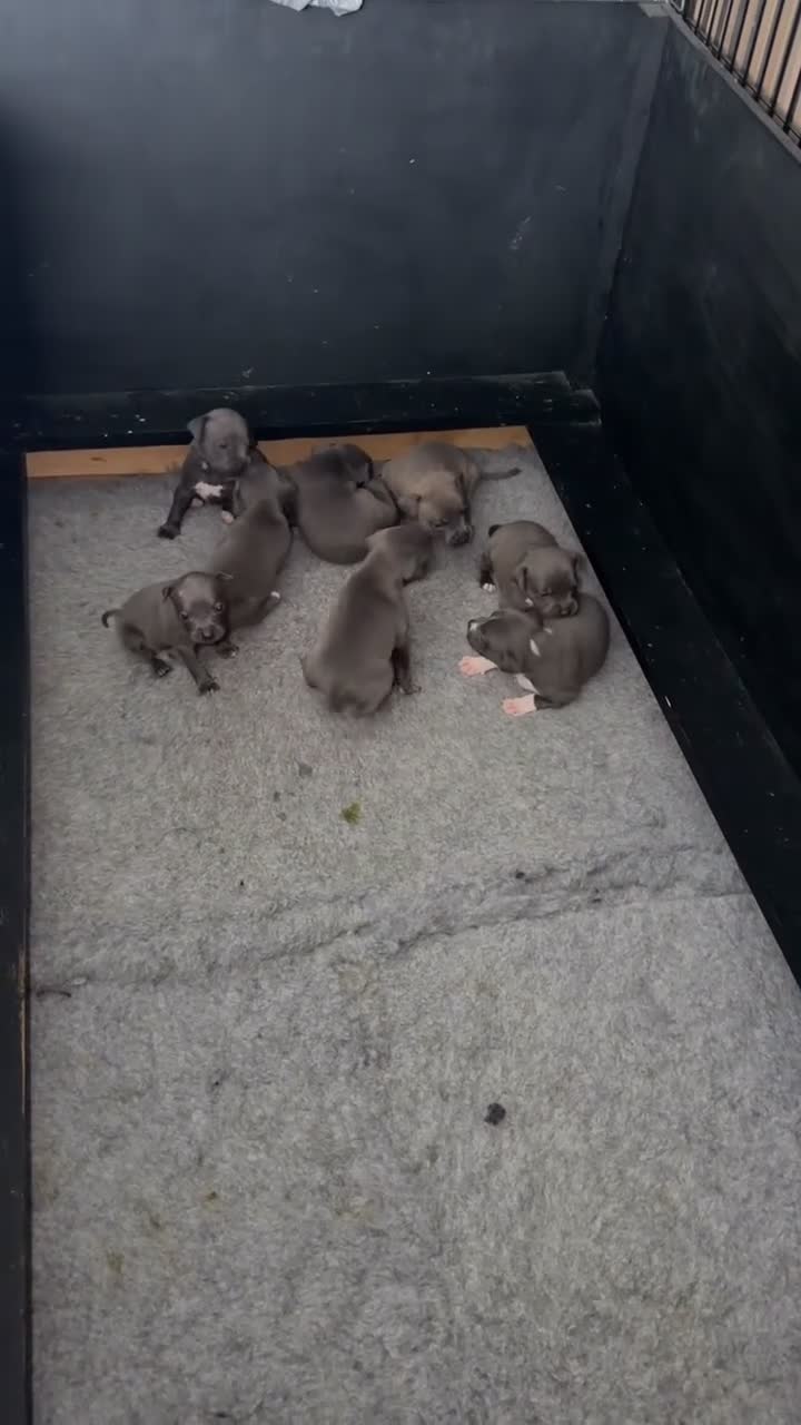 Staffordshire Bull Terrier dogs for sale: Stunning blue staff puppies in Hemel Hempstead - Video 1