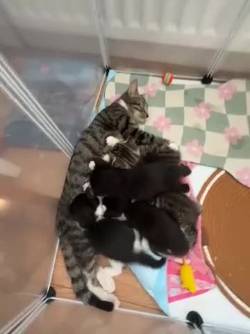 Siamese cats for sale: Mummy Dream  - Video 1