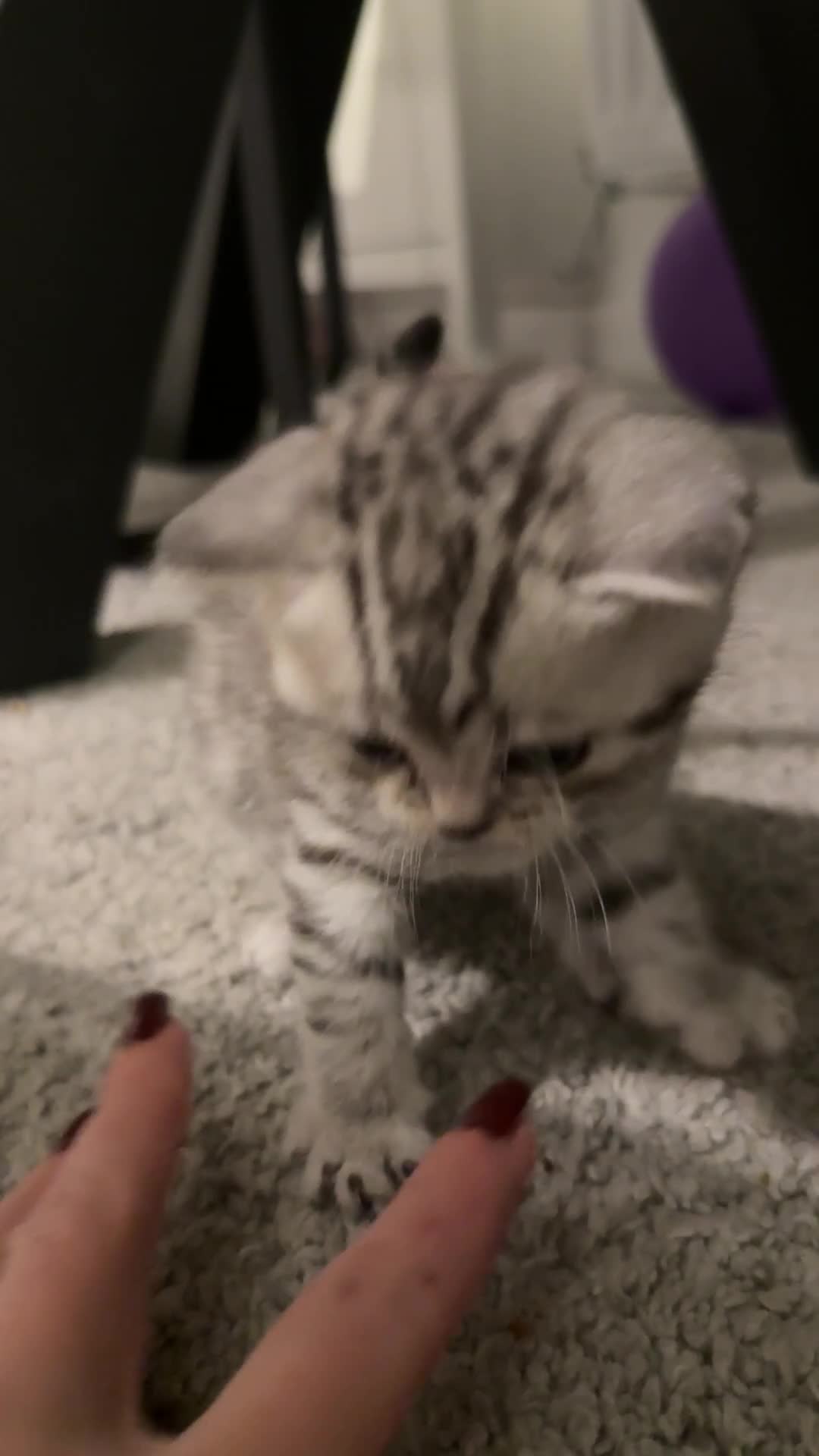 Scottish Fold cats for sale: 🐾 Adorable Scottish Straight kittens  - Video 1