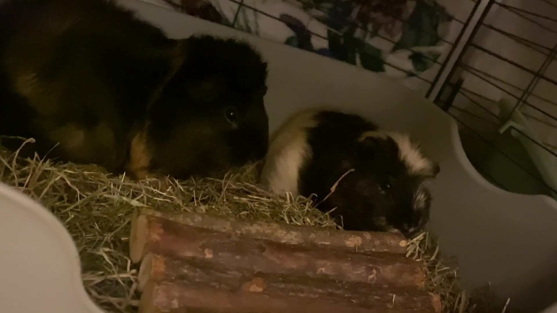 Guinea Pig rodents for sale: Forever home wanted🩵2 Male piggies  - Video 3
