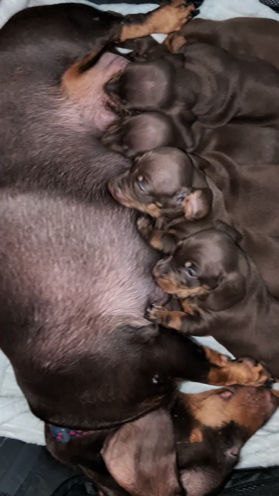 Dachshund dogs for sale: Beautiful litter of Dachshunds in Saint Helens - Video 1