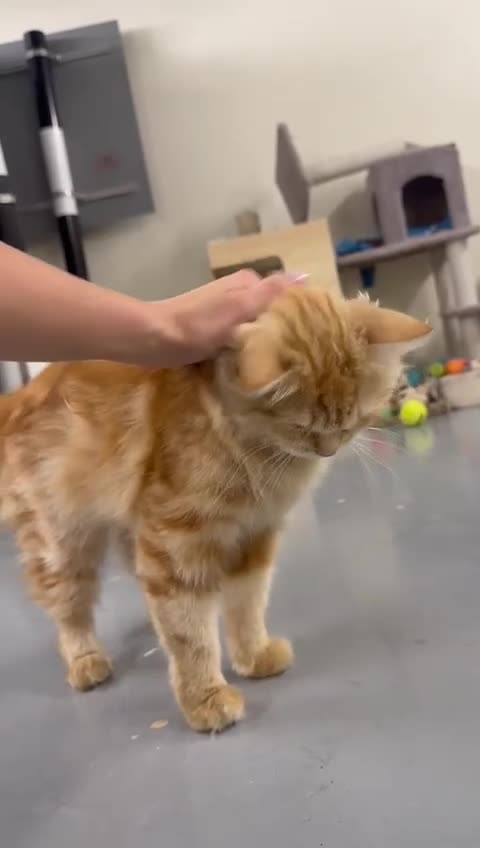 Mixed Breed cats for adoption: HARK-MIX PERSIAN CUDDLY BOY NEUTERED VACCINATED - Video 1