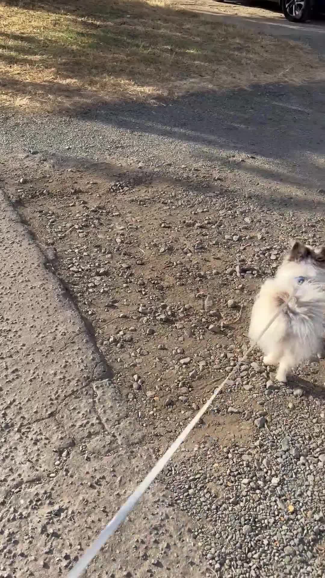 Pomeranian dogs for adoption: Pomeranian teenager that needs love and routine - Video 2