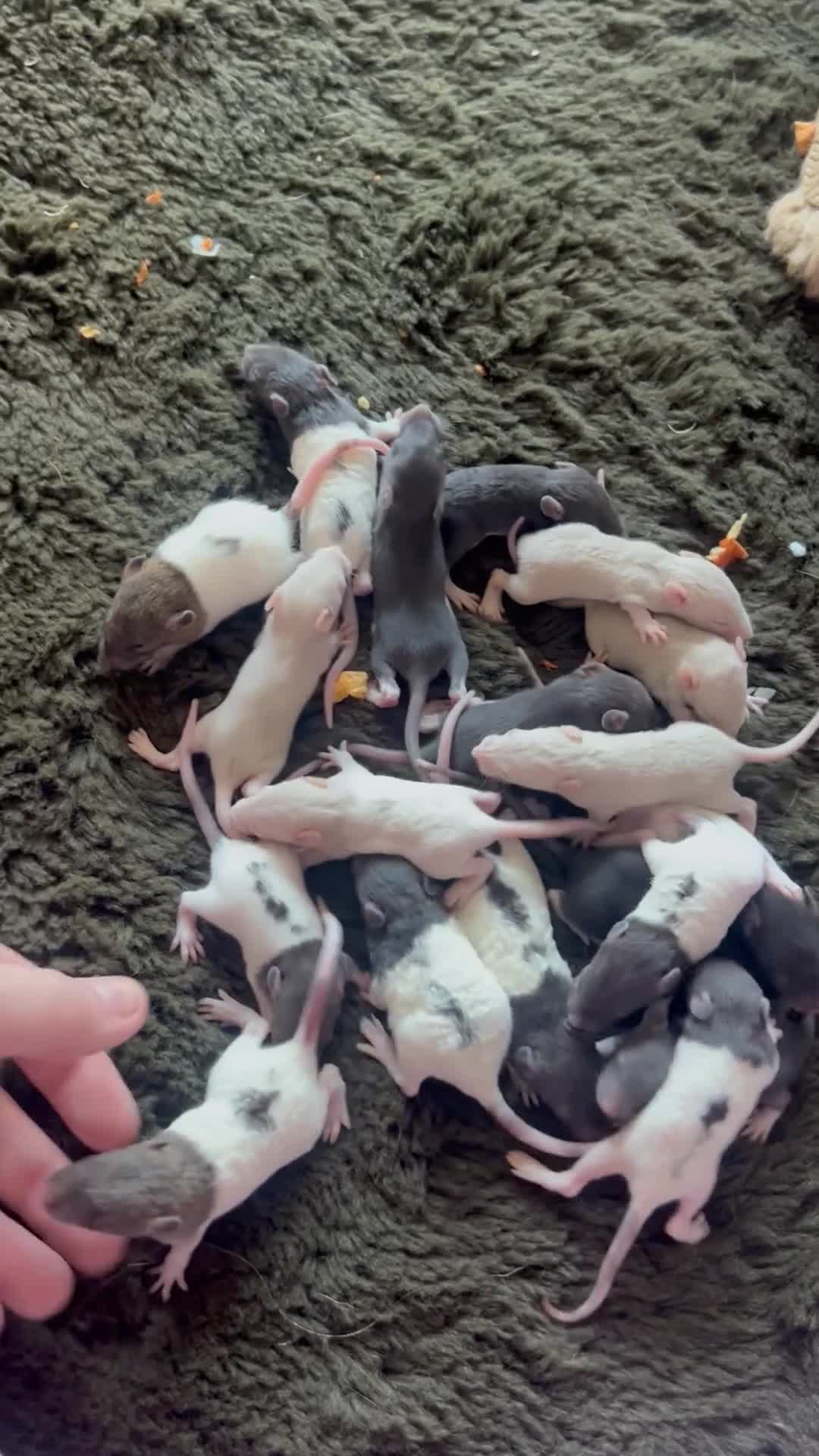 Rat rodents for sale: Baby rats - Video 1