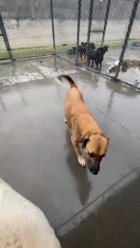 Mixed Breed dogs for adoption: Captain, 10 yrs old. Available for adoption. - Video 2