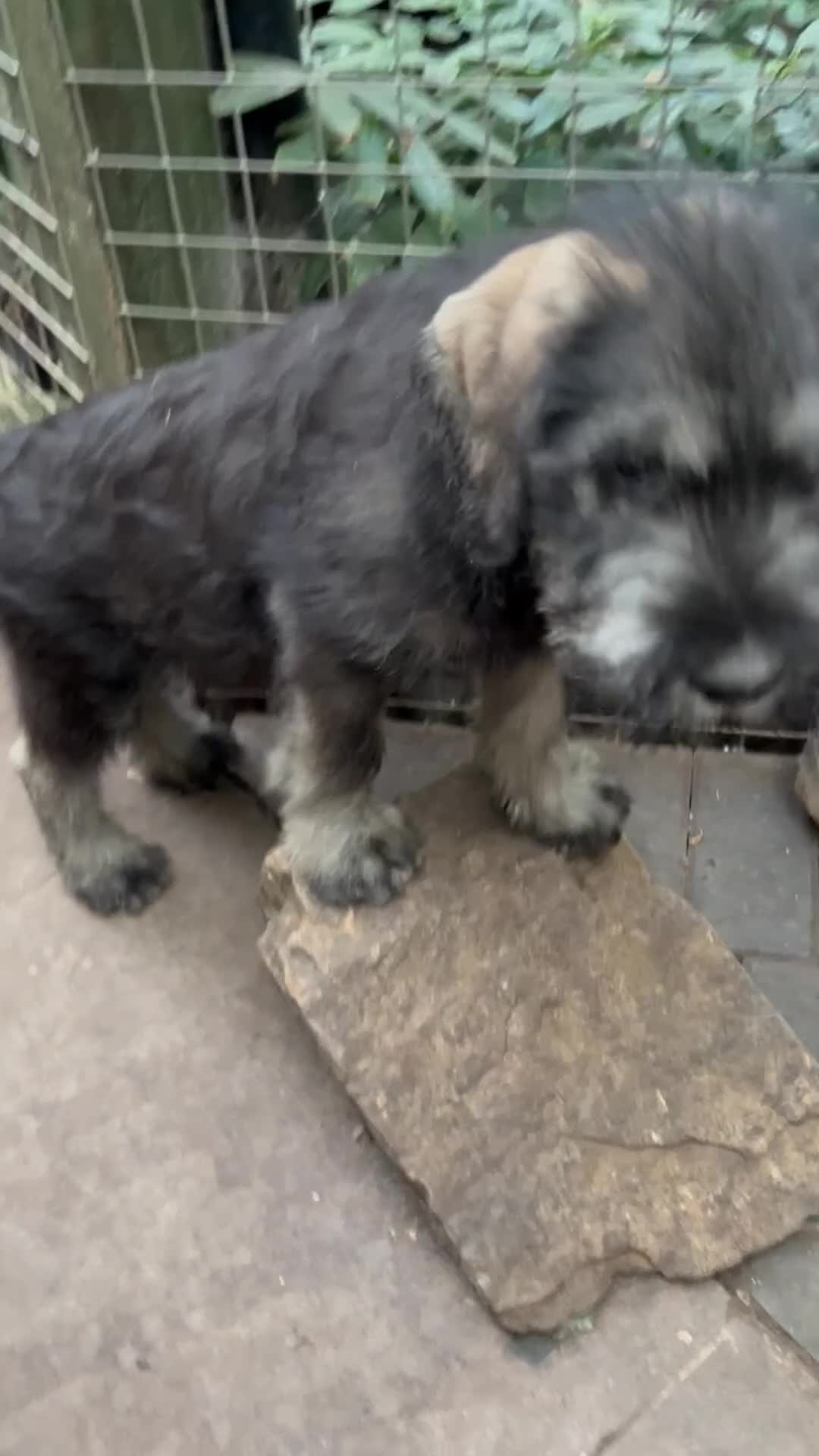 Giant Schnauzer dogs for sale: Very Rare pepper & salt giant schnauzer puppies - Video 1