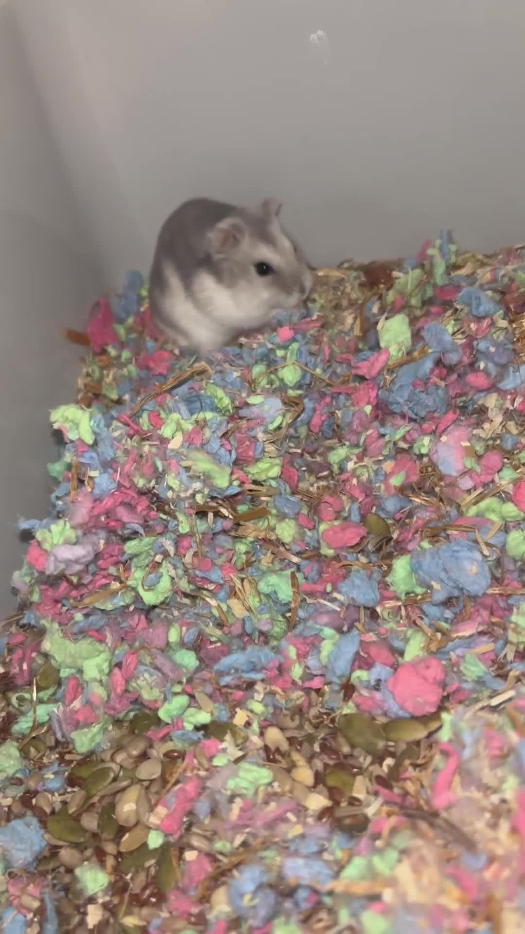 Hamster rodents for sale: Russian Dwarf Hamster  - Video 2