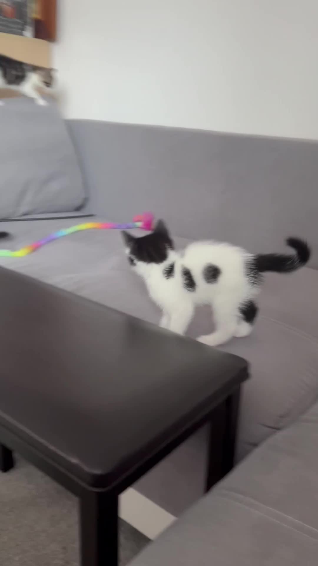 Domestic Shorthair cats for sale: 5 Playful Tuxedo & Black Kittens – Ready Now - Video 2