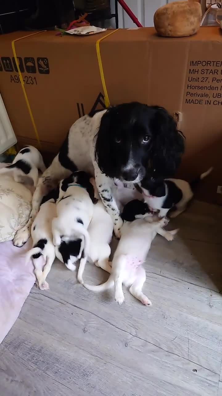 English Springer Spaniel dogs for sale: 7 x English Springer Spaniel puppies for sale - Video 3