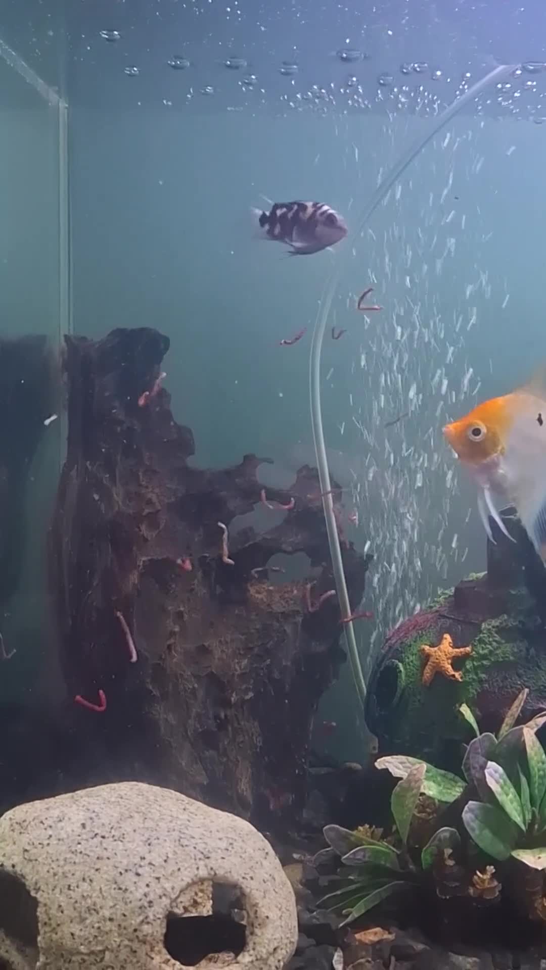 Cichlids fish for sale: Polar Blue Parrot Cichlids  - Video 1