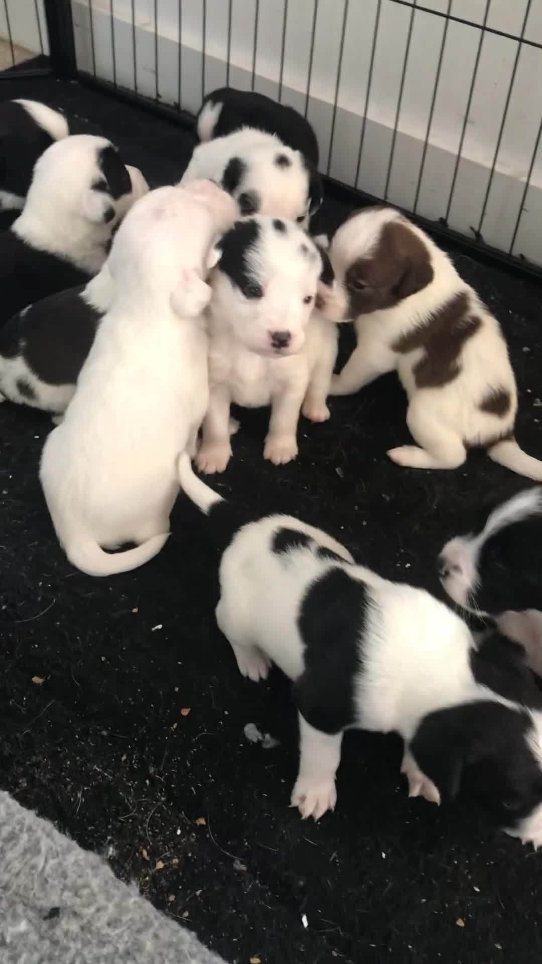 Mixed Breed dogs for sale: Border collie x Cockapoo  - Video 1