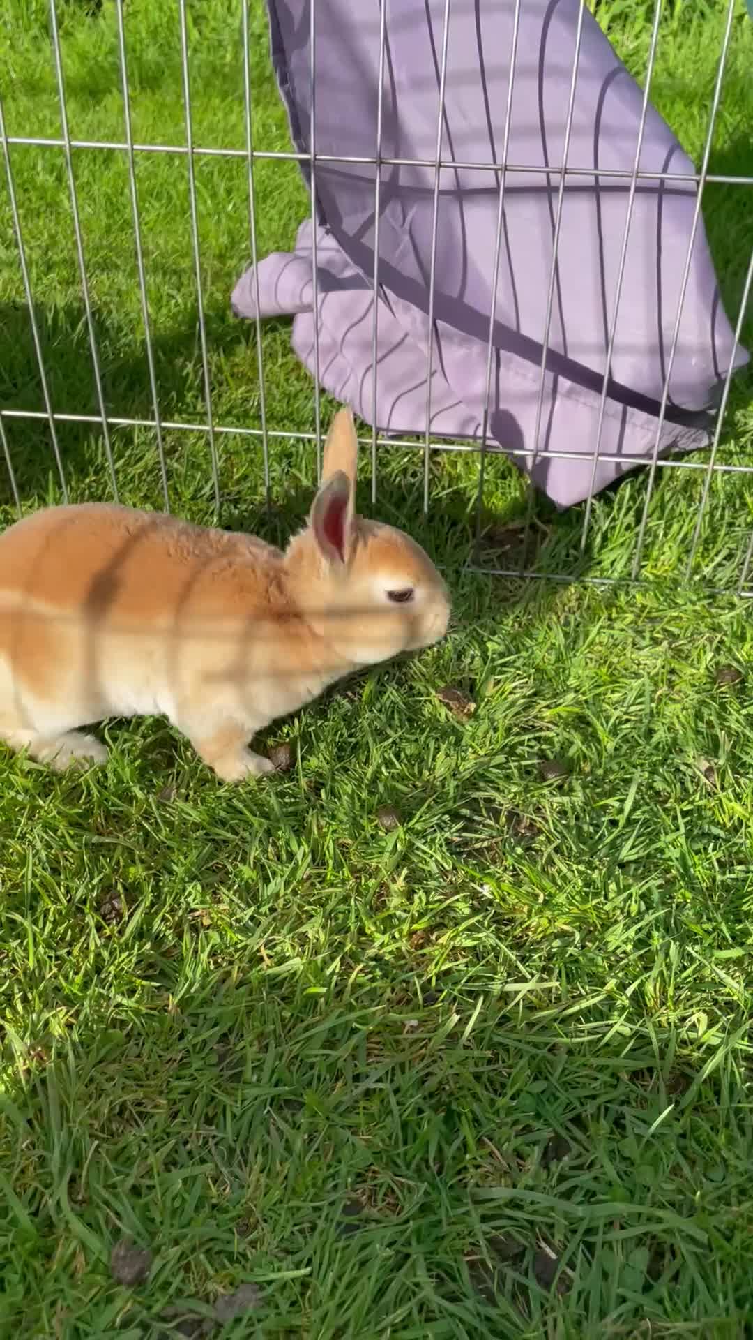 Rex rabbits for sale: 5 week old pure mini Rex💖💙 - Video 4