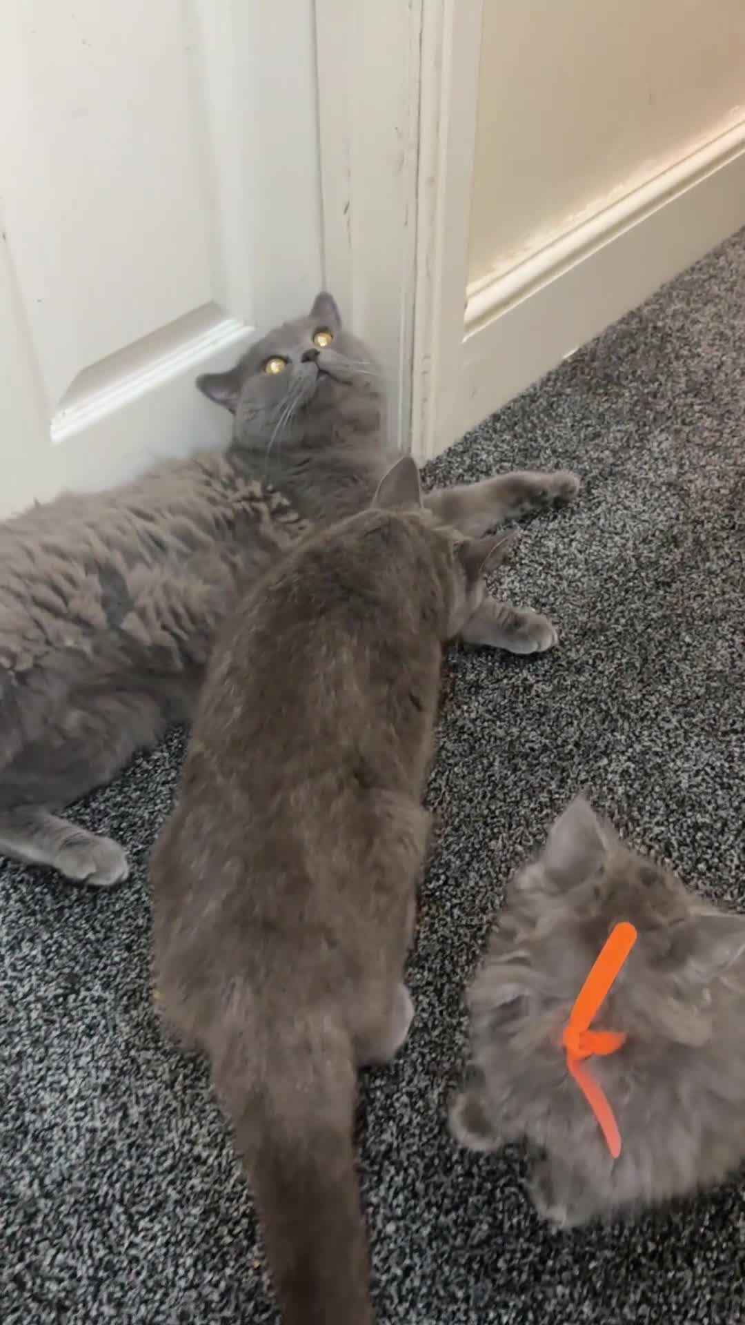 British Shorthair cats for sale: 2 girls 2 boys British shorthair ready to leave  - Video 1