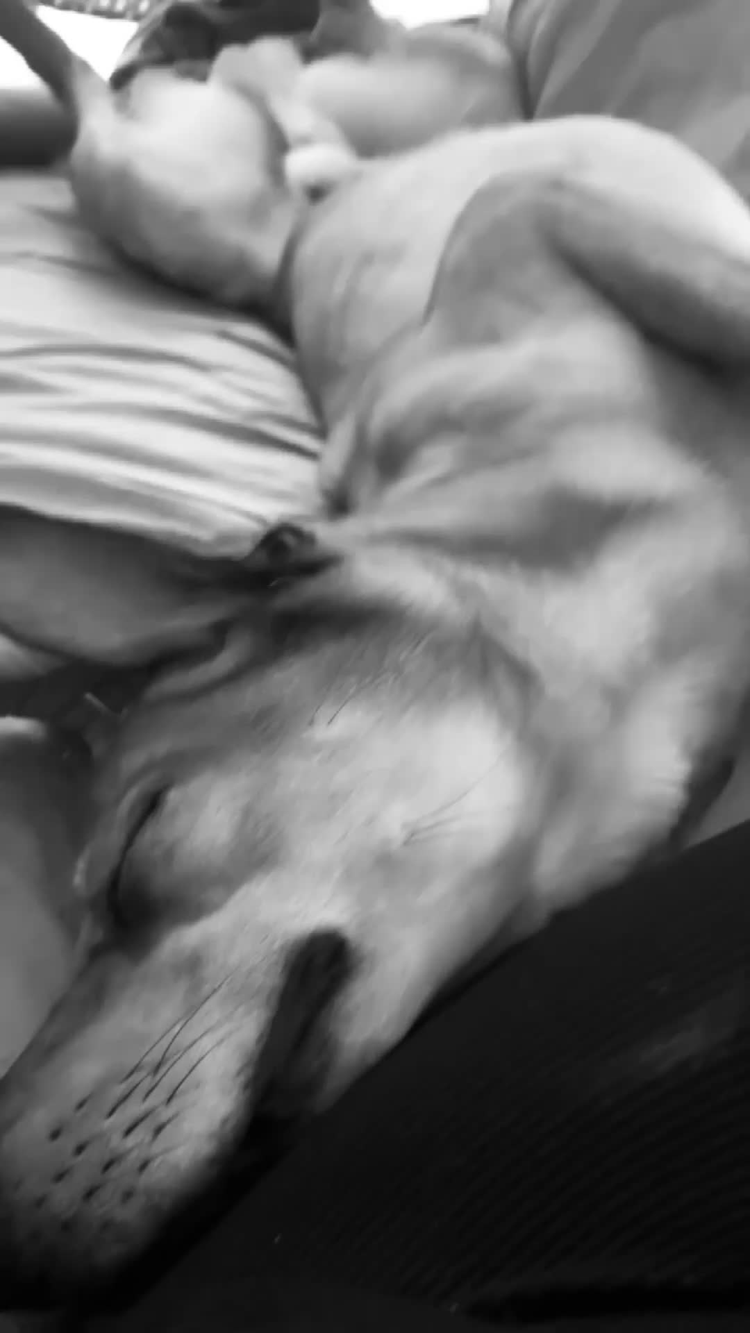 Mixed Breed dogs for sale: Lurcher x Rottweiler  - Video 3